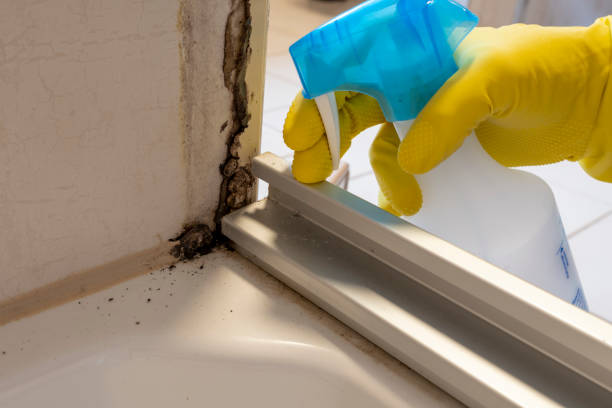 Best Residential Mold Removal  in Pike Creek Valley, DE