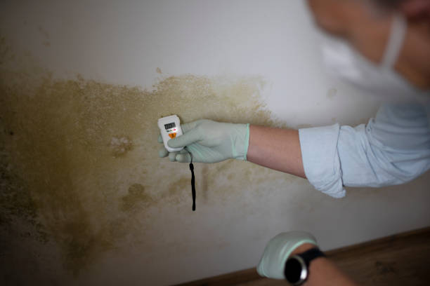 Certified Mold Removal in Pike Creek Valley, DE