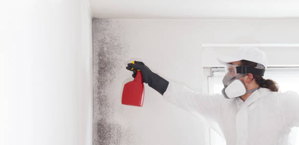 Best Fast Mold Removal  in Pike Creek Valley, DE