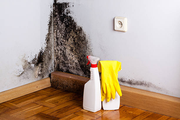 Mold Removal Process in Pike Creek Valley, DE