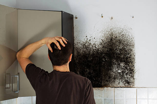 Best Toxic Mold Removal  in Pike Creek Valley, DE