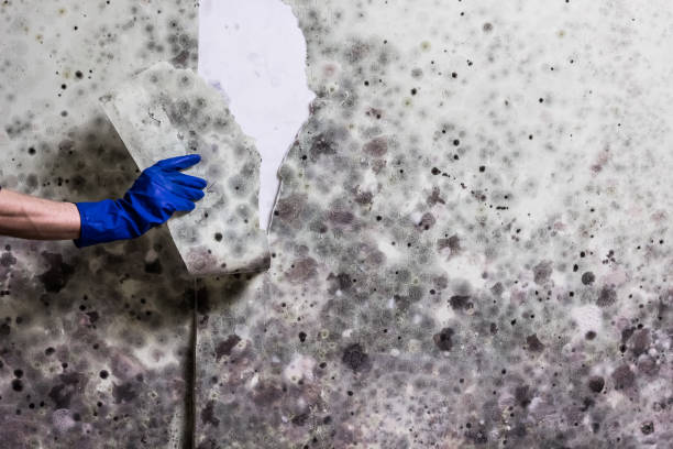 Best Black Mold Removal  in Pike Creek Valley, DE