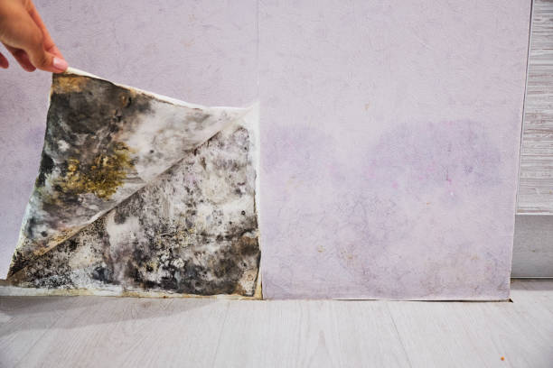 Best Mold Damage Repair  in Pike Creek Valley, DE